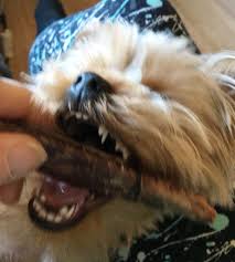 Why are dogs less likely to have rotten teeth? How To Reverse Tooth Decay In Dogs Arxiusarquitectura