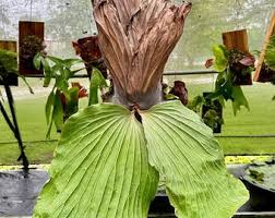 Image result for Platycerium elephantotis
