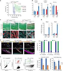 Endlich ist es so weit: Hierarchical And Stage Specific Regulation Of Murine Cardiomyocyte Maturation By Serum Response Factor Nature Communications