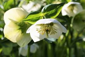 The types of plant pathogens including: Growing Hellebores Cloverhome