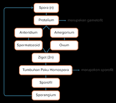 Perbedaan sporofit atau gametofit 2. Gambar Bagan Metagenesis Tumbuhan Paku