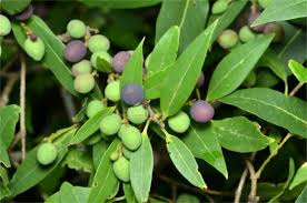 Image result for Oleaceae