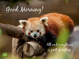 A Great Post For The New Day Good Morning Cute Wild Animals Animals Red Panda