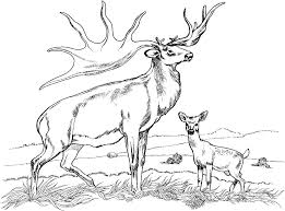The varied and interesting coloration and patterns of. Printable Deer Coloring Pages Coloring Home