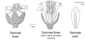 Image result for Chrozophora plicata