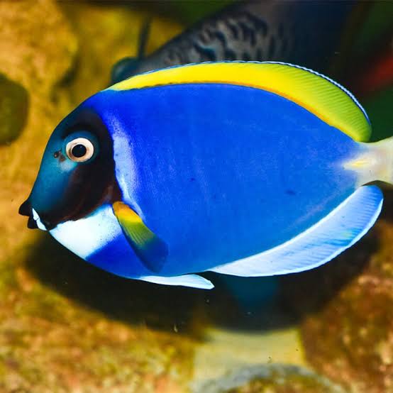 Powder Blue Surgeonfish - Georgia Aquarium