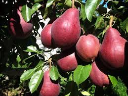 pin by barbara rathmanner on birnen fruit picture fruit stands fruit