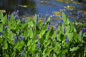 Image result for Pontederiaceae
