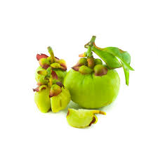 Image result for Garcinia buchneri