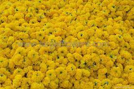 Maybe you would like to learn more about one of these? Loose Yellow Marigold Flower à¤— à¤¦ à¤• à¤« à¤² à¤— à¤¦ à¤• à¤« à¤² à¤® à¤° à¤— à¤² à¤¡ à¤« à¤² à¤µà¤° à¤® à¤° à¤— à¤² à¤¡ à¤« à¤² à¤µà¤° Target Flowers Traders Exporters Madurai Id 6648346097
