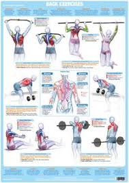 They are categorized by the muscles which they affect (primary and secondary), as well as the equipment required. Back Muscles Weight Training Bodybuilding Exercise Chart Chartex