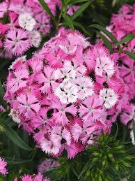 This beauty grows up to 4 feet tall in full sun and starts flowering in midsummer. Dianthus Rockin Pink Magic Bluestone Perennials