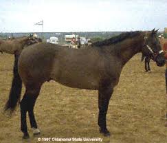 If you look at a buckskin carefully, you may notice that they look a lot like a bay horse except that all the areas that. Buckskin