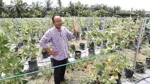 Ini terbukti seorang pengusaha tanaman rock melon, menceburi bidang tanaman secara fertigasi membantunya menambah pendapatan dengan lebih cepat. Hamid Bangkit Kembali Bersama Rock Melon
