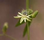 Image result for Basananthe apetala