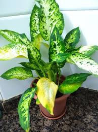 Yellow Leaves On Dieffenbachia In 2020 Yellow Leaves Plants Plant Leaves