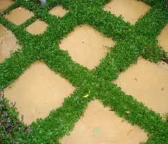 Image result for Falkia oblonga