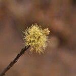 Image result for Haplocoelum