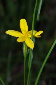 Image result for Hypoxis kilimanjarica