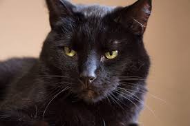 Mar 06, 2021 · katten werden vaak meegenomen op schepen om op ratten te jagen, maar het werd ook geloofd dat een zwarte kat aan boord een kalmerend effect had op zowel de zee als de wind. Zwarte Kattendag Dieren Rubriek