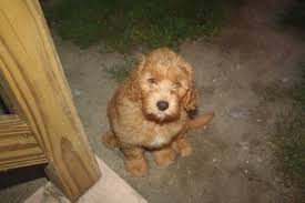 Sugar pine doodles currently breeds only unfortunately, we do not have any puppies available at this time, however, we encourage you to complete an application if you are interested in. Puppy Available Now Southern Maine Labradoodles Blog Mini And Medium Australian Labradoodle Puppies By Southern Maine Labradoodles