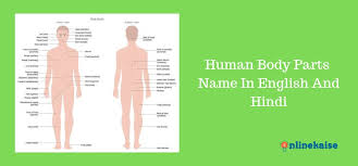 Parts of the body, human body parts: Human Body Parts Name In English And Hindi
