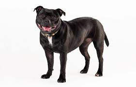 (redirected from staffordshire bull terrier). Staffordshire Bull Terrier Carattere E Informazioni Sulla Razza Canina