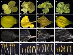Maybe you would like to learn more about one of these? Conserved And Novel Responses To Cytokinin Treatments During Flower And Fruit Development In Brassica Napus And Arabidopsis Thaliana Scientific Reports