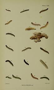 Image result for Catoptria pinella