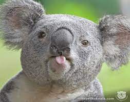Titanic movie got how many oscar awards? Koala Quiz