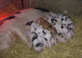 Roferme oferă crescătorilor de animale o gama larga de echipamente, printre care enumeram: Ferma De Porci Avrig Sibiu Info472 La Ferma Antonacheadrian