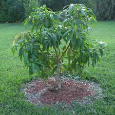 Plant seeds from mature fruits that have not been dried or frozen. How To Grow A Mango Plant From Seed Page 8 Ubc Botanical Garden Forums