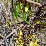 Image result for Senna singueana