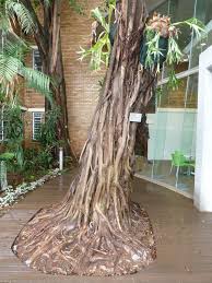 Image result for Ficus craterostoma