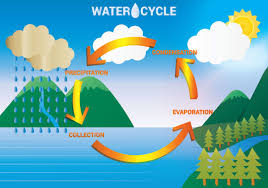 Water Cycle Diagram Vector Water Cycle Diagram Water Cycle Free Vector Art