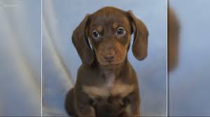 1445 northwest 185th avenue beaverton, or 97006. Pet Owners Protest Beaverton Veterinarian Accused Of Animal Abuse Kgw Com