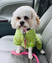 Groomer recommendations please! 🐶