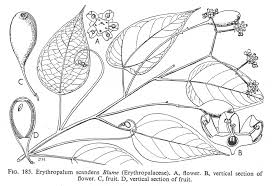 Image result for Nectaropetalum