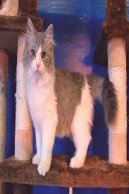 Black And White Ragdoll Cat For Sale Https Encrypted Tbn0 Gstatic Com Images Q Tbn 3aand9gcsp Uokwis 3vxzneqxhrnivdydja0wvbiubq Usqp Cau