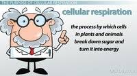Plant cells are more similar in size and are typically rectangular or. Edgenuity Week 5 Quiz Review Cellular Respiration Quiz Quizizz