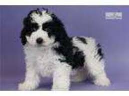 If you live in fort wayne, plan to move here, or just want to keep tabs on the city you used to call home: Puppyfinder Com Cavapoo Puppies Puppies For Sale Near Me In Fort Wayne Indiana Usa Page 1 Displays 10