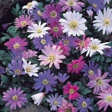 We did not find results for: Buy Anemone Blanda Mixed Bulbs J Parkers Dutch Bulbs