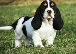 American Black And White Hound Dog Black And White Coonhound Pup Cuddly Animals Hound Puppies Basset Hound Puppy