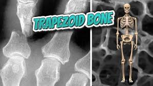 Image result for Trapezoid Bone