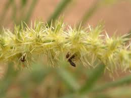 Image result for Cenchrus biflorus