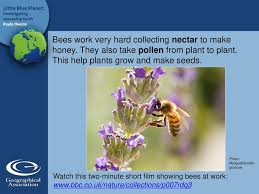 Honey bees help your garden to become more fruitful and beautiful then ever before. Lesson 7 Buzz Of Life Photo Morguefile Ladyheart Ppt Download