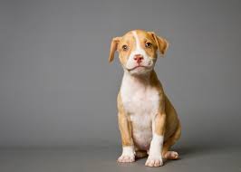 They are a part of your family and deserve your best effort to do the right thing. The Woe Of Being Labeled A Pit Bull Pbs Newshour