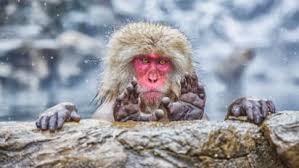 Your funny stock images are ready. 2019 Comedy Wildlife Photography Awards Animals Show Their Funny Side Cnn Travel