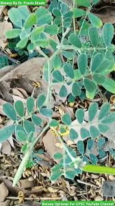 Image result for Tephrosia pumila