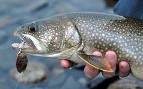 Square led recessed lighting wachusett reservoir fishing rules. Sweetwater Surfcasting Wachusett Reservoir Lake Trout Report